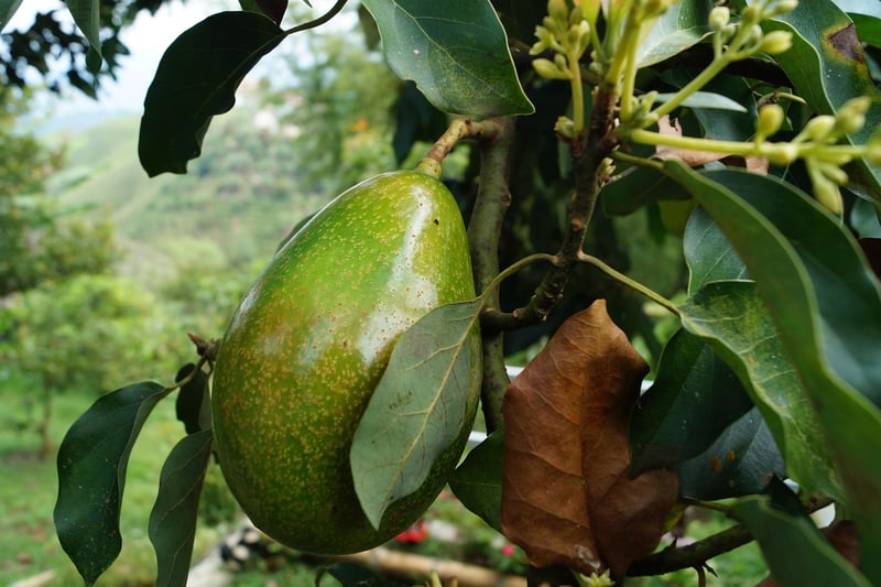 Avocado Dish